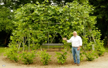 Lebender baubotanischer Pavillon